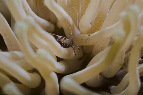 PArtnergarnele in Anemone Stock Photos
