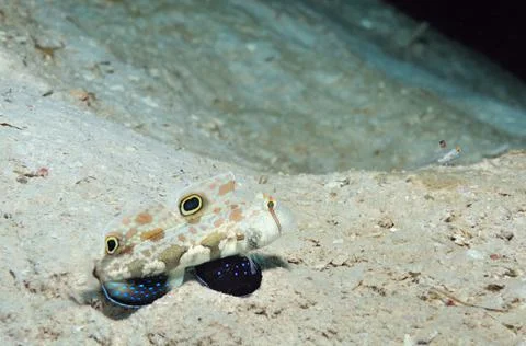 Partners Stock Photos