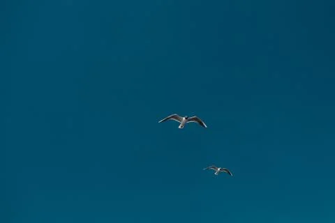 Partnership two seagulls in the sky Stock Photos