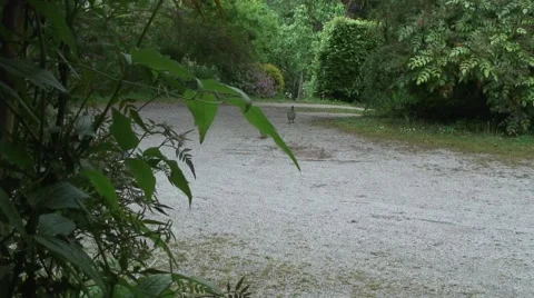 Partridge-02 Stock Footage 50681356