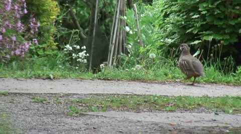 Partridge-03 Stock Footage 50683480