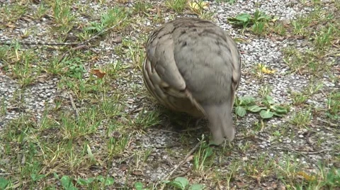 Partridge-04 Video stock 50683796