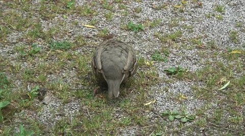 Partridge-05 Stock Footage 50682232