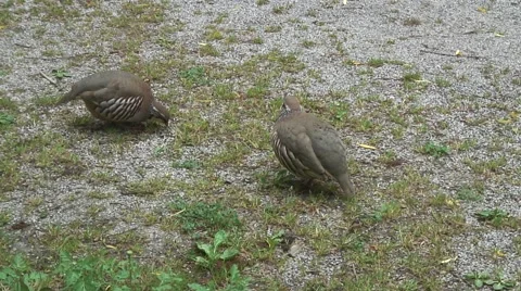 Partridge-08 Video stock 50683442