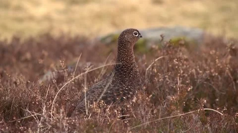 PARTRIDGE #1 库存影片 43464165