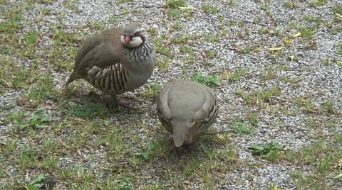 Partridge-10 Stock Footage 50683036