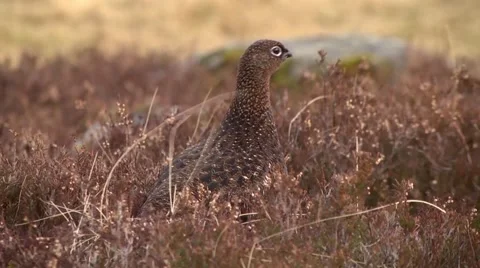 PARTRIDGE #2 Stock Footage 43463304