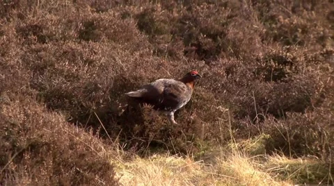 PARTRIDGE #3 Stock Footage 43464351