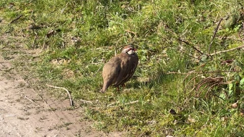 Partridge bird resting by dirt path detail Stock Footage 331252332