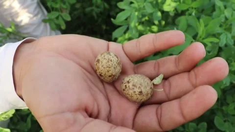 Partridge eggs Stock Footage 151732481