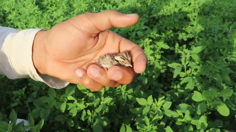 Partridge eggs1 Stock Footage 151732505