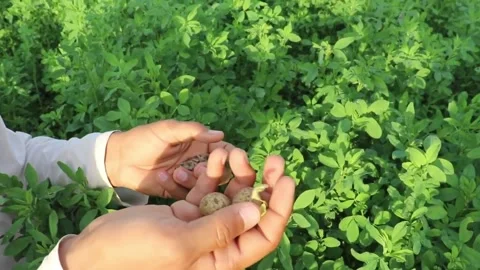 Partridge eggs3 Stock Footage 151732525