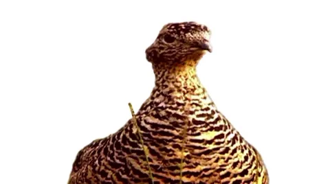 Partridge Stock Footage 2707873