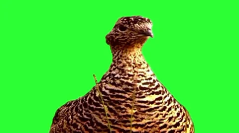 Partridge Stock Footage 2707916