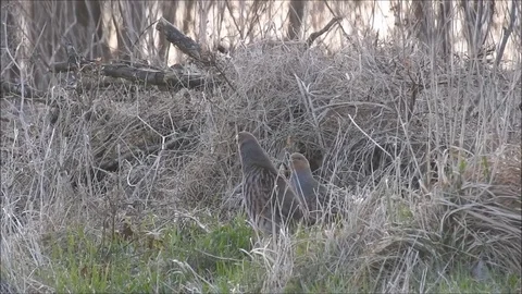 Partridge Video stock 74119427