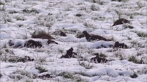 Partridge Video stock 74128749