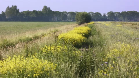 Partridge habitat Stock Footage 144844159
