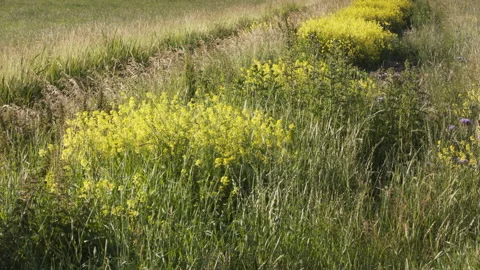 Partridge habitat 動画素材 144844883