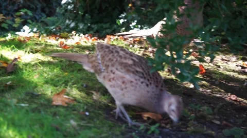 Partridge is looking for food on the ground Stock Footage 119442741