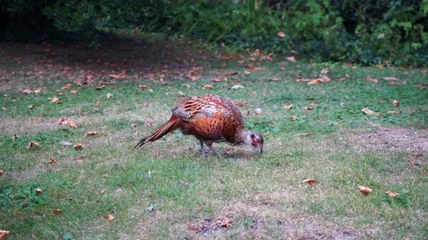 Partridge is looking for forage in a meadow Stock Footage 118084202