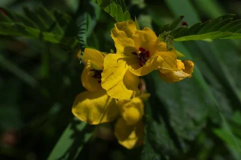 Partridge pea Stock Photos