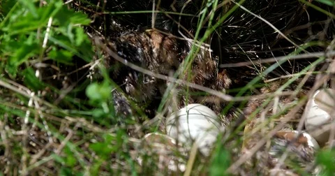 Partridge (perdix perdix) chicks in her nest - wildlife - UHD 4K Stock Footage 82384201