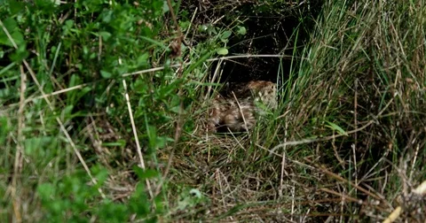 Partridge (perdix perdix) chicks in her nest - wildlife - UHD 4K Stock Footage 82384207