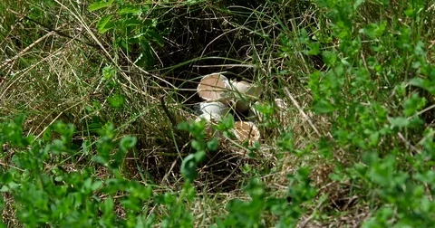 Partridge (perdix perdix) nest with eggs - wildlife - UHD 4K Stock Footage 82384218