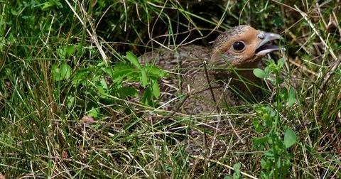 Partridge (perdix perdix) sitting on eggs - wildlife - UHD 4K Stock Footage 82384158