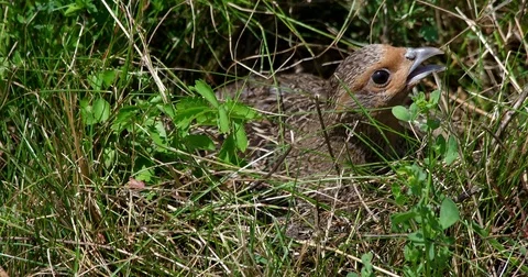 Partridge (perdix perdix) sitting on eggs - wildlife - UHD 4K Stock Footage 82384161