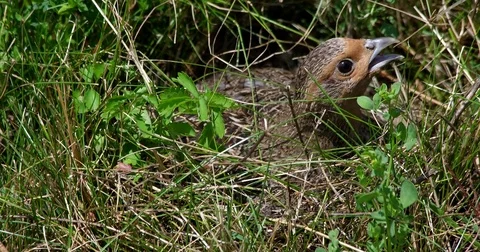 Partridge (perdix perdix) sitting on eggs - wildlife - UHD 4K Stock Footage 82384163
