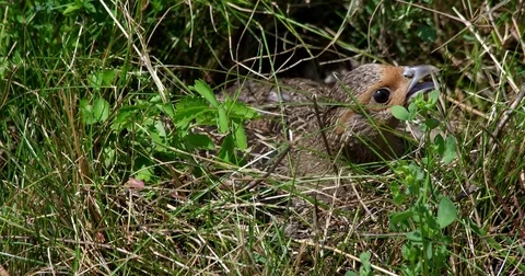 Partridge (perdix perdix) sitting on eggs - wildlife - UHD 4K Stock Footage 82384170