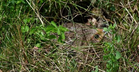 Partridge (perdix perdix) sitting on eggs - wildlife - UHD 4K Stock Footage 82384176