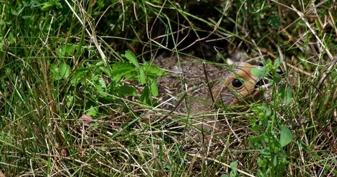 Partridge (perdix perdix) sitting on eggs - wildlife - UHD 4K Stock Footage 82384294