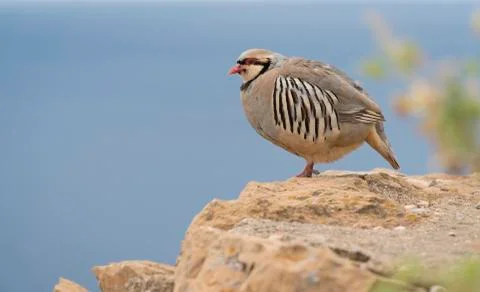 Partridge Stock Photos