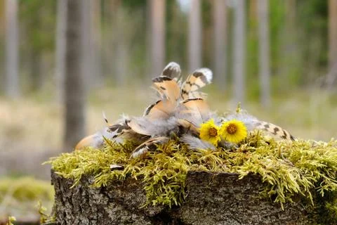 Partridge RIP Stock Photos