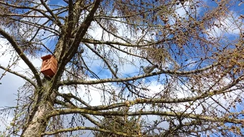 A partridge sits in a tree and then flies away Stock-Footage 181578455