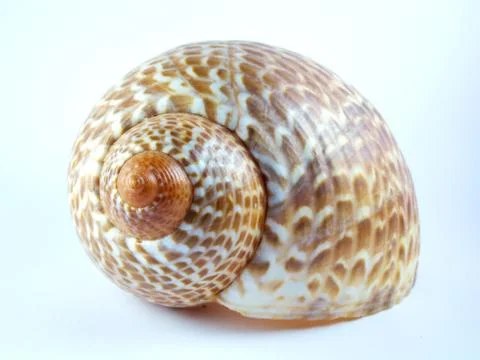 Partridge Tun Sea Shell Stock Photos