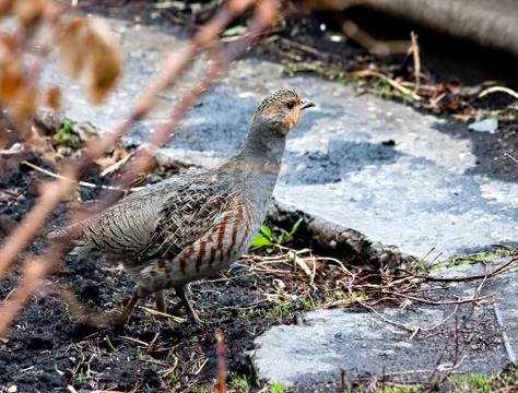 Partridge walking on the ground Stock Photos
