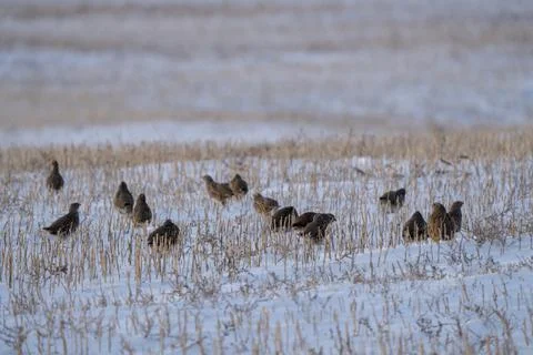 Partridge in Winter Stock Photos