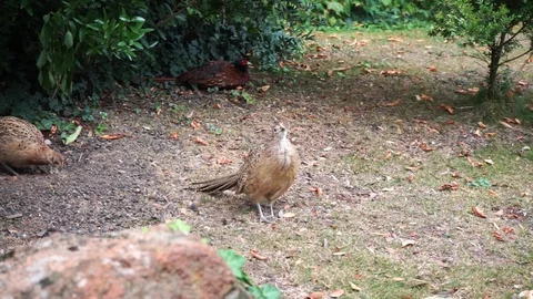 Partridges are looking for forage in a meadow 2 Stock Footage 118083933