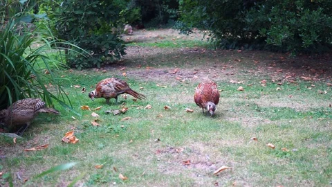 Partridges are looking for forage in a meadow Stock Footage 118084060