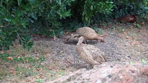 Partridges are looking for forage in a meadow 3 Stock Footage 118084250