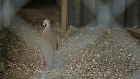 PARTRIDGES IN A CAGE Stock Footage 158049998