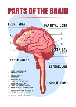 Parts of the brain educational scheme Illustrazione stock
