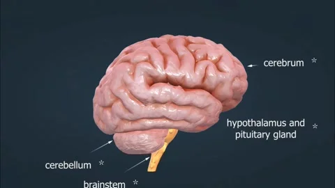 Parts of the brain Stock Footage 280081627
