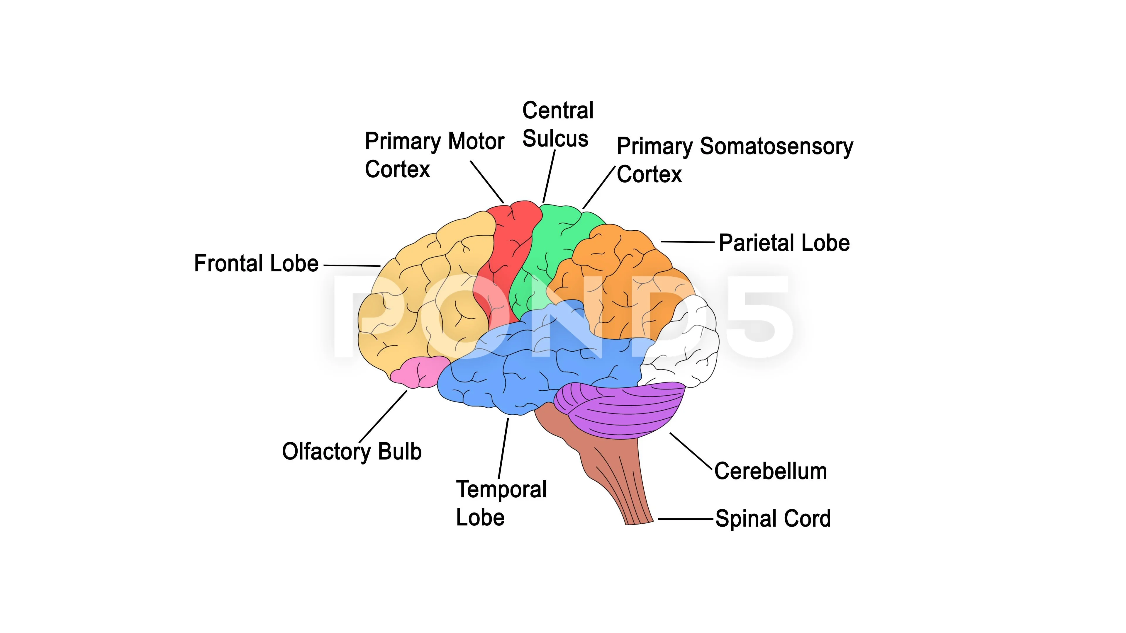 Parts of brain labels animation | Stock Video | Pond5