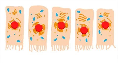 Parts of the Cell Stock Illustration