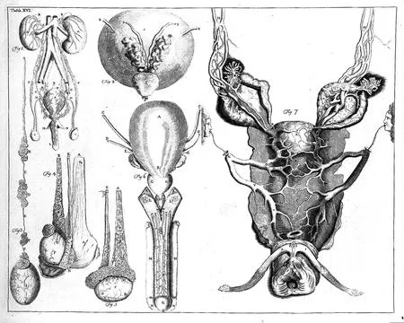 Parts of genito-urinary system Stock Illustration