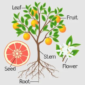 Parts of a grapefruit tree on gray background Stock Illustration